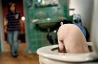 Rudy: El cerdito de carreras