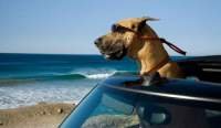 Imagen de Marmaduke