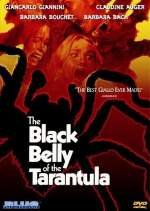 La tarántula del vientre negro
