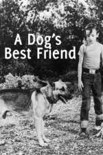 A DogÂ´s Best Friend