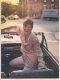 Imagen de Linda Fiorentino