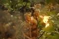 Foto de Apocalypto