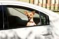 Foto de Un Chihuahua En Beverly Hills
