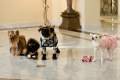 Foto de Un Chihuahua En Beverly Hills