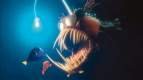 Foto de Buscando a Nemo