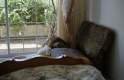 Imagen de Canino