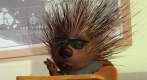 Foto de Chicken little