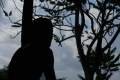 Imagen de Uncle Boonmee recuerda sus vidas pasadas