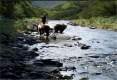 Imagen de Grizzly man