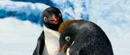 Foto de Happy Feet 2