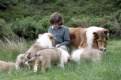 Imagen de Lassie