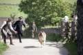 Imagen de Lassie