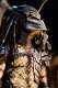 Foto de Predators