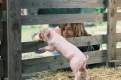 Foto de Rudy: El cerdito de carreras
