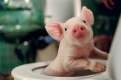 Imagen de Rudy: El cerdito de carreras