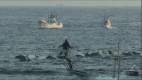 Imagen de The Cove